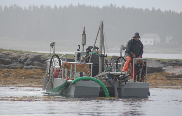 Tenants Harbor lobsterman Hale Miller harvests seaweed in Muscle Ridge Channel in Penobscot Bay.