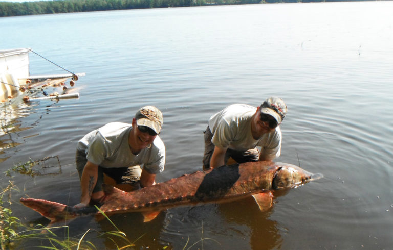 An Atlantic sturgeon that measured 7 feet was caught in Merrymeeting Bay.