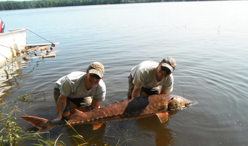 A sturgeon caught in Merrymeeting Bay.