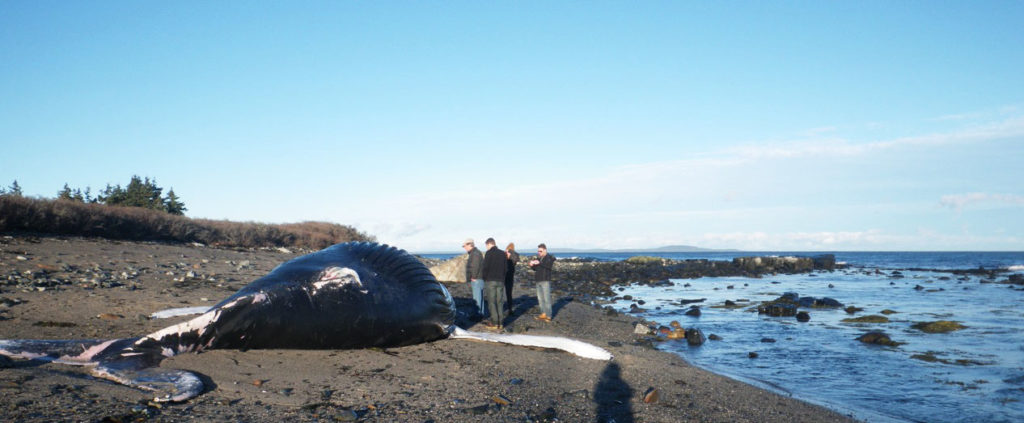 The dead humpback