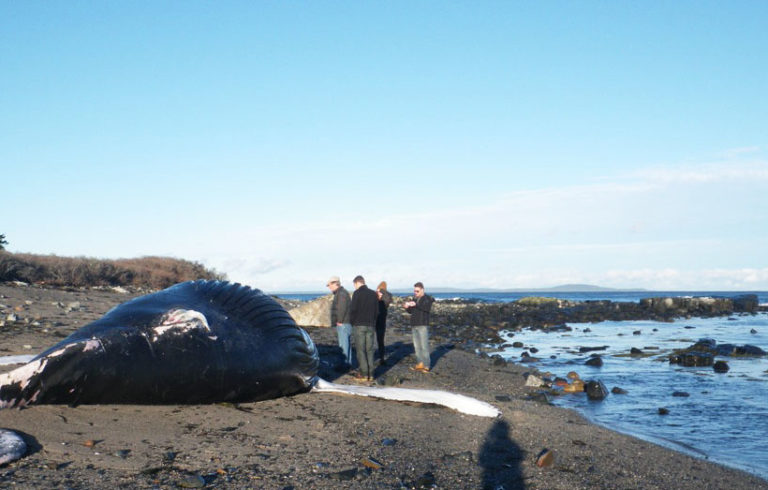 The dead humpback