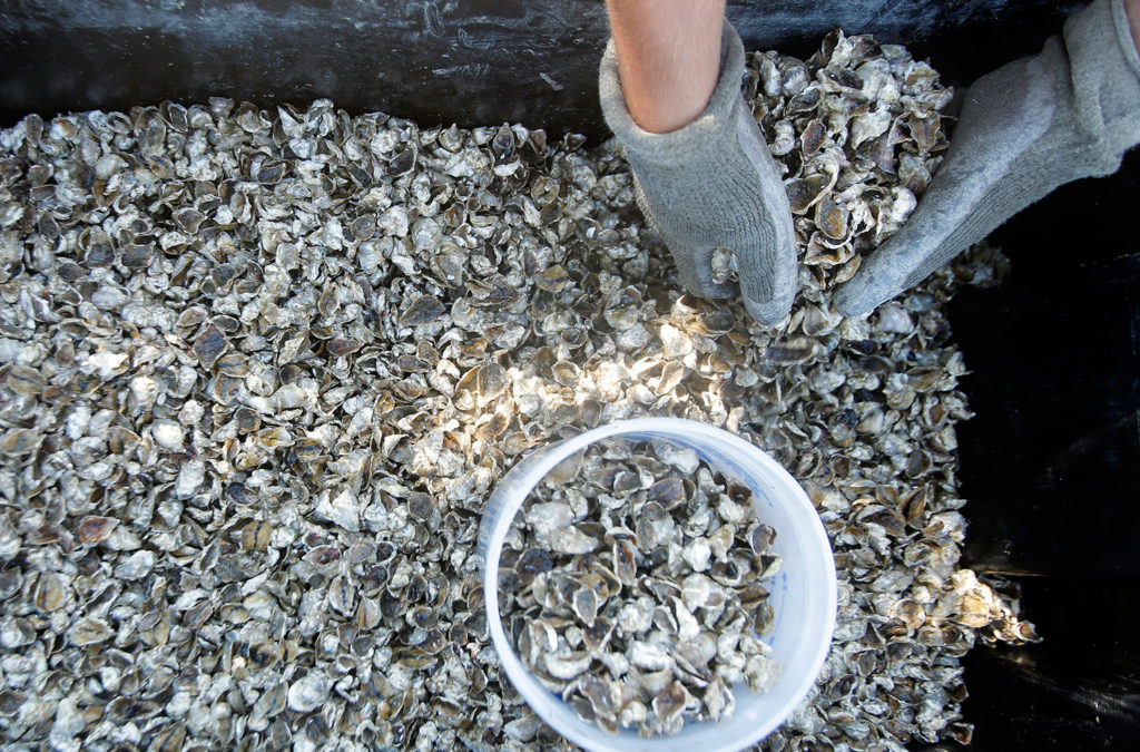 Oysters at Basket Island Oyster Company