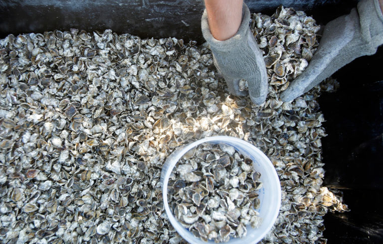 Oysters at Basket Island Oyster Company