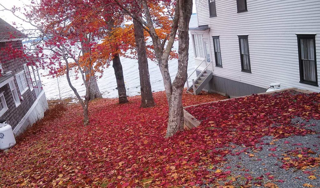 Fallen leaves pile up between two cottages in Bayside