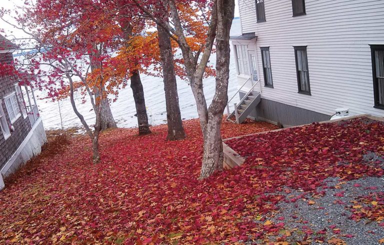 Fallen leaves pile up between two cottages in Bayside