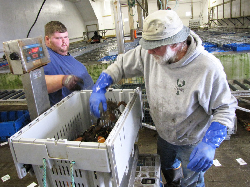 Workers at Green Head Lobster