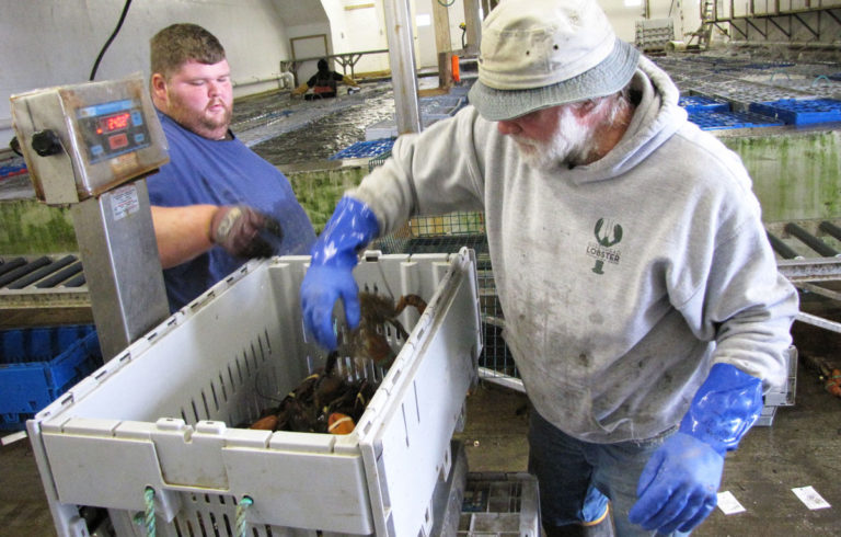 Workers at Green Head Lobster