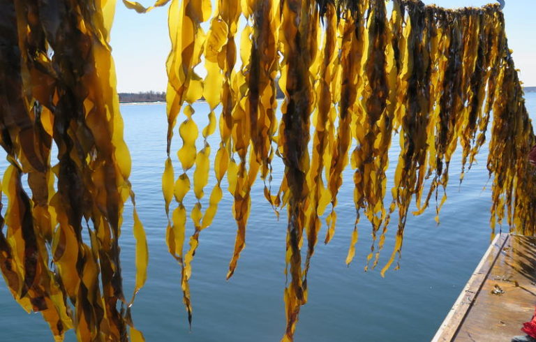 Juvenile sugar kelp on an Ocean Approved farm in the Gulf of Maine