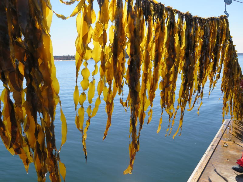 Juvenile sugar kelp on an Ocean Approved farm in the Gulf of Maine