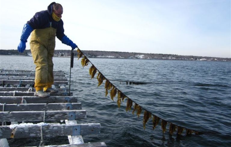Kelp being grown on a line.