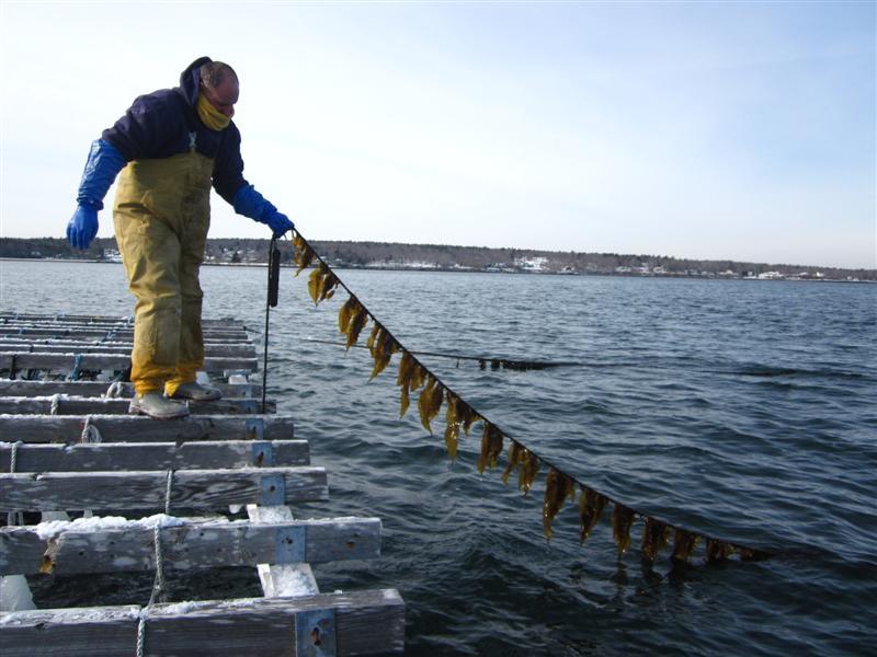 Kelp being grown on a line.