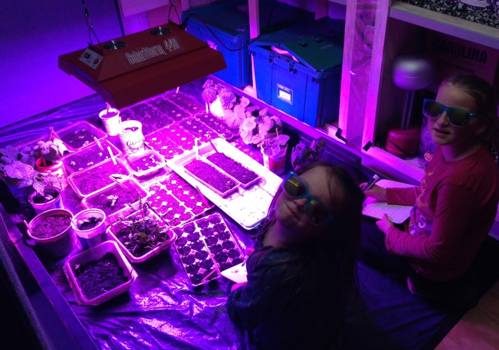 The Frenchboro students tend their basement garden this spring.