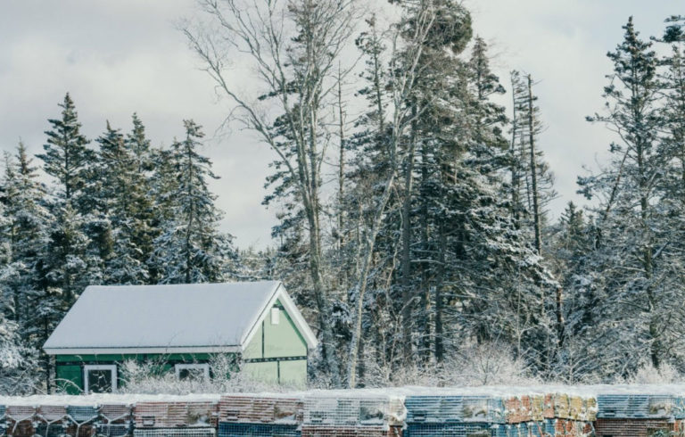 Snow-covered pines add to the quiet beauty on Matinicus