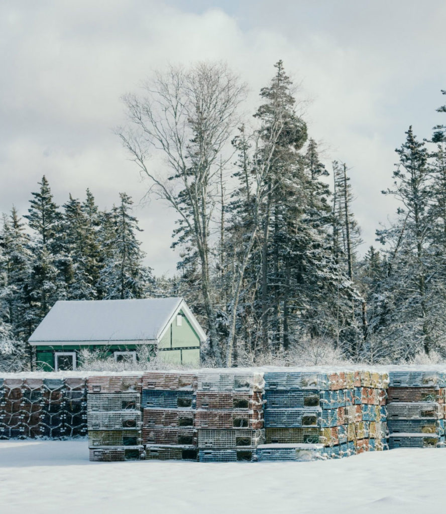 Snow-covered pines add to the quiet beauty on Matinicus