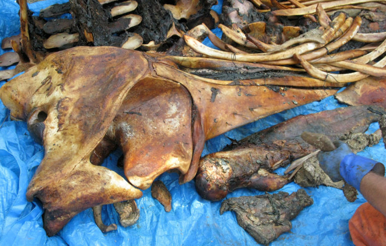 Some of the bones still show evidence of flesh.