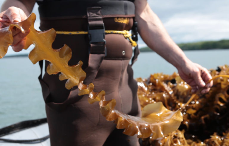 The Island Institute in Rockland will release a study Friday that shows the possibilities for Maine's edible seaweed industry — from processing to packaging and selling locally.