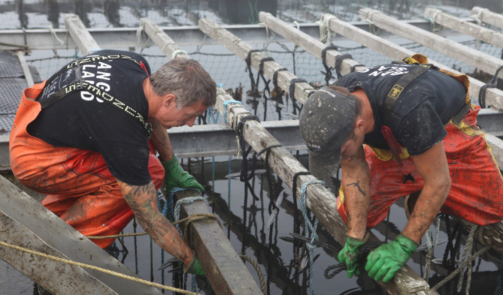 Workers harvest mussels at a aquaculture operation in Southern Maine.