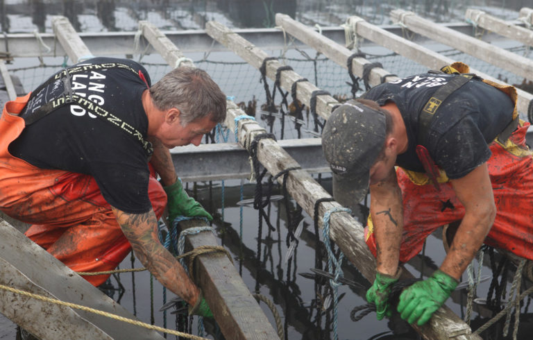 Workers harvest mussels at a aquaculture operation in Southern Maine.