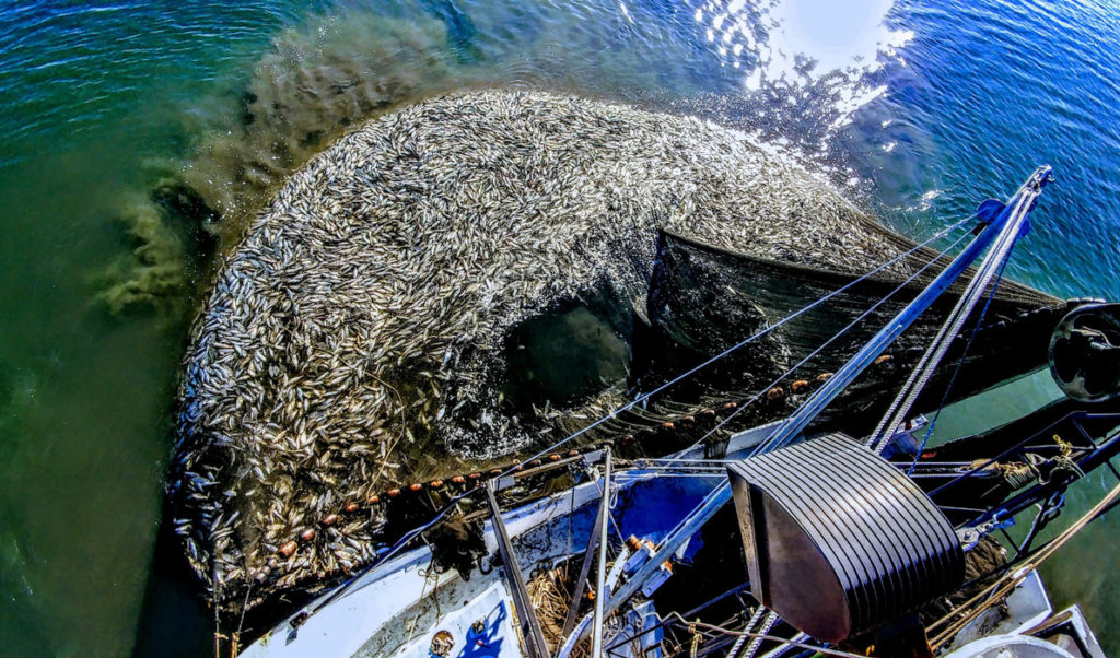 Robbie Begin and his crew bring a purse seine full of pogies up alongside his boat Pogie Patrol.