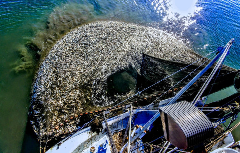 Robbie Begin and his crew bring a purse seine full of pogies up alongside his boat Pogie Patrol.