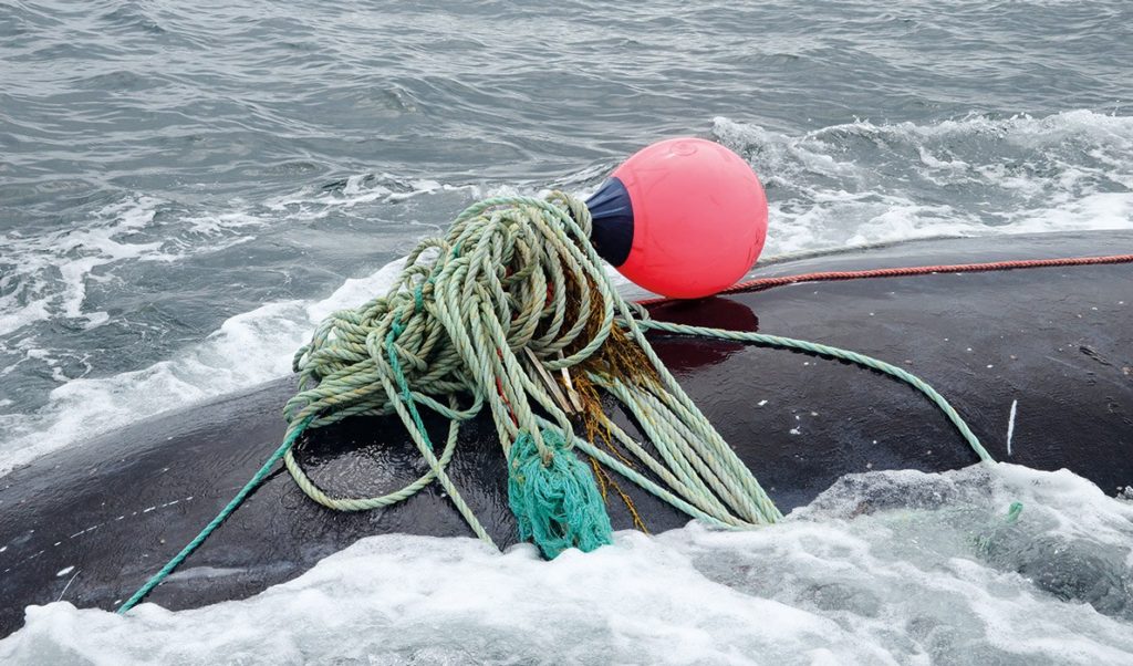 A right whale entangled in what is believed to be Canadian crab gear.