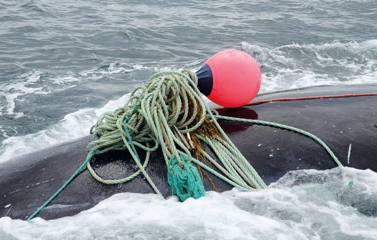 A right whale entangled in what is believed to be Canadian crab gear.