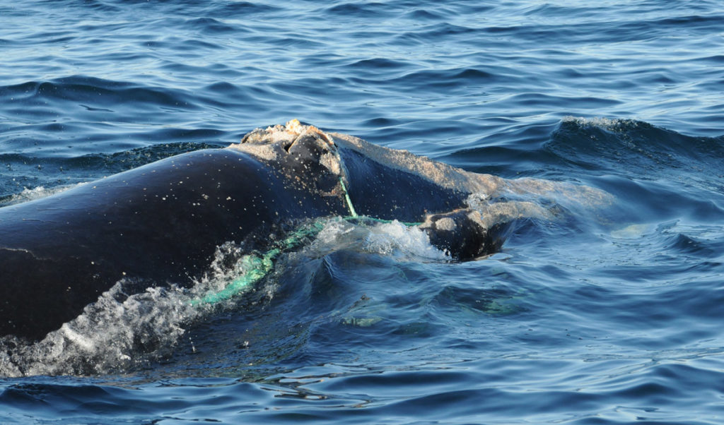 A right whale bearing the wounds of an entanglement with fishing gear.