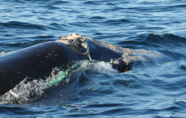 A right whale bearing the wounds of an entanglement with fishing gear.