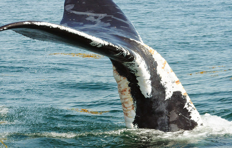 A right whale that has recovered from wounds linked to fishing gear.
