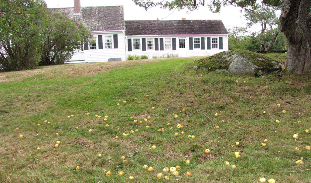 Dropped apples on Swan's Island.