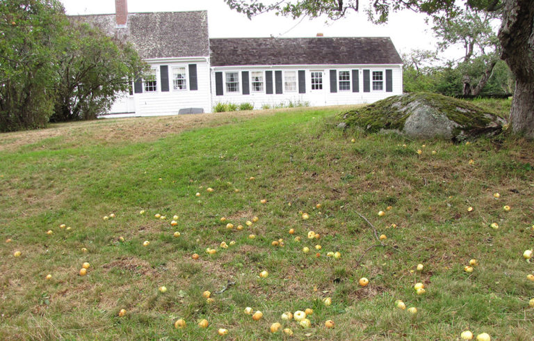 Dropped apples on Swan's Island.