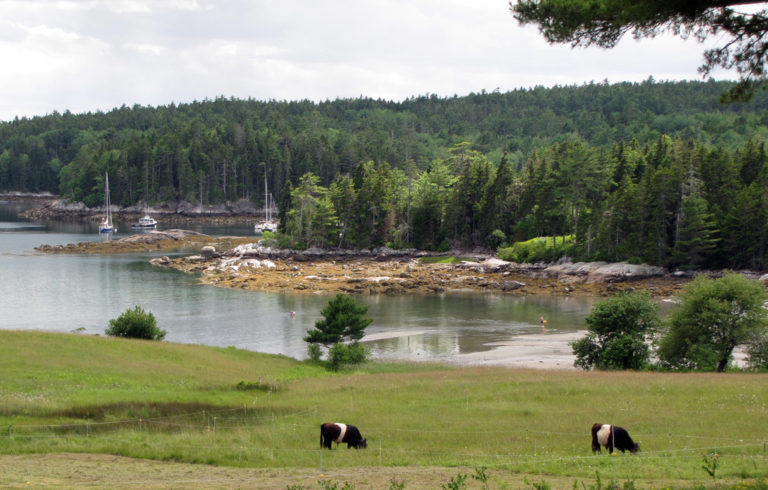 Belted Galloways graze in East Blue Hill at the head of Blue Hill Bay.