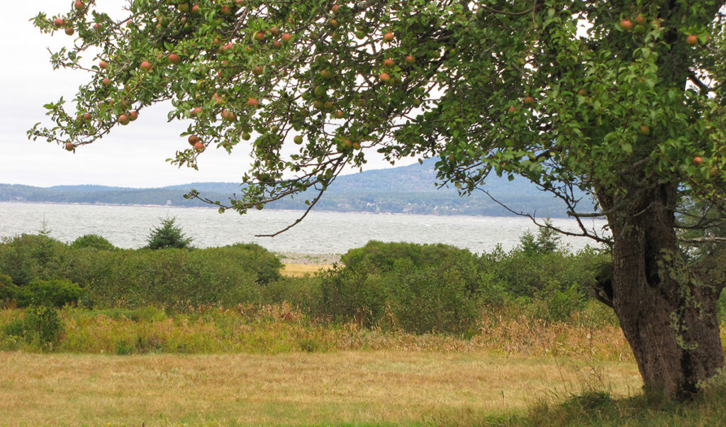 An apple tree on Swan's Island