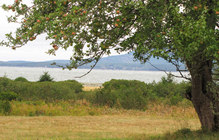 An apple tree on Swan's Island