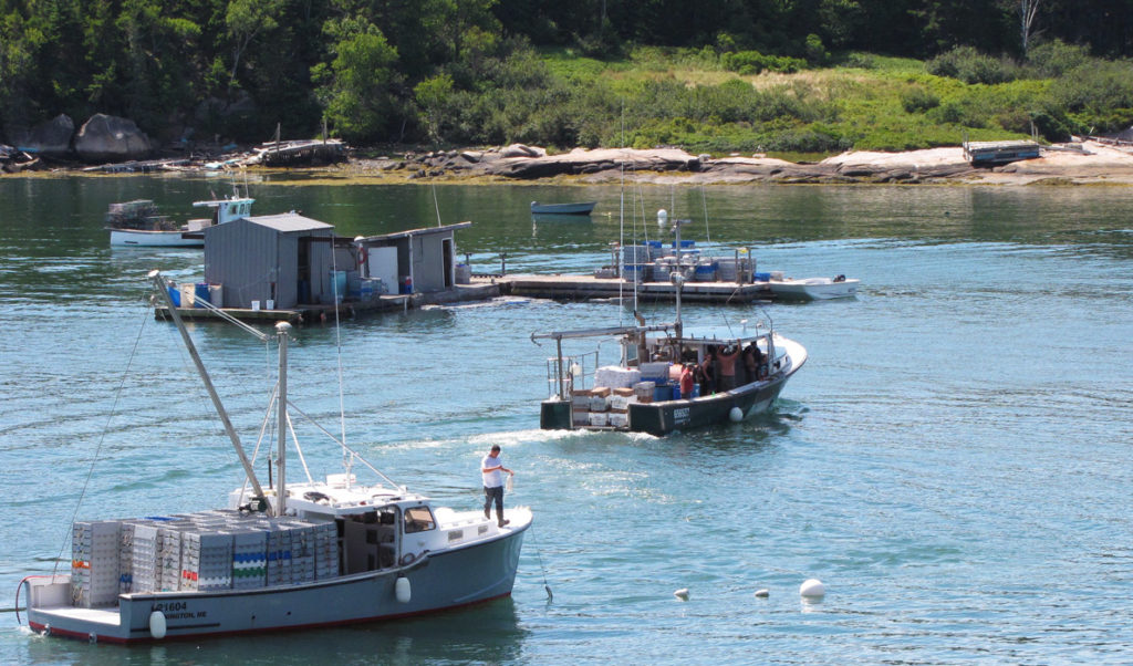 A fishing boat brings its catch to a buying station in Stonington.