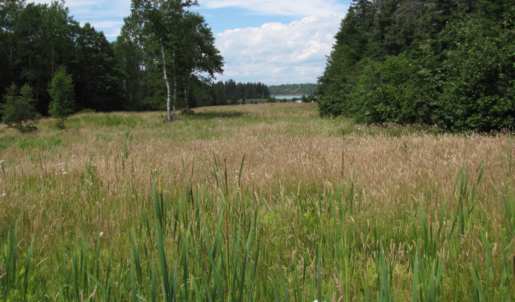 A field on North Haven in early spring.