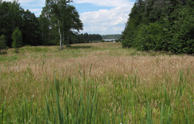 A field on North Haven in early spring.