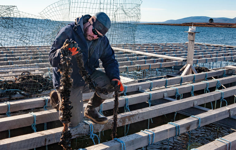 Josh Conover of Marshall Cove Aquaculture on Islesboro inspects a rope of mussels at his farm.