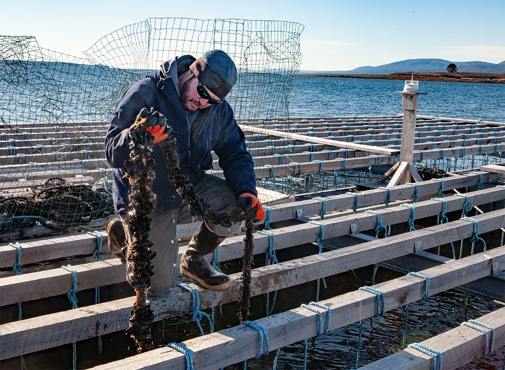 Josh Conover of Marshall Cove Aquaculture on Islesboro inspects a rope of mussels at his farm.