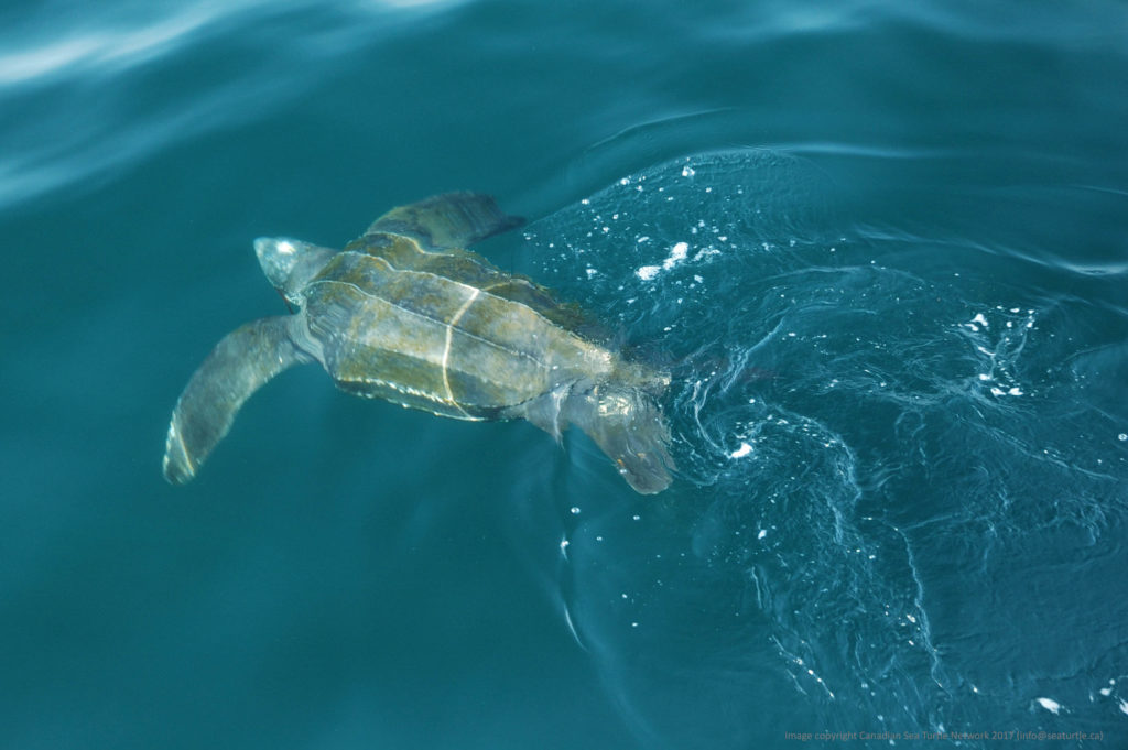 Leatherback turtle.