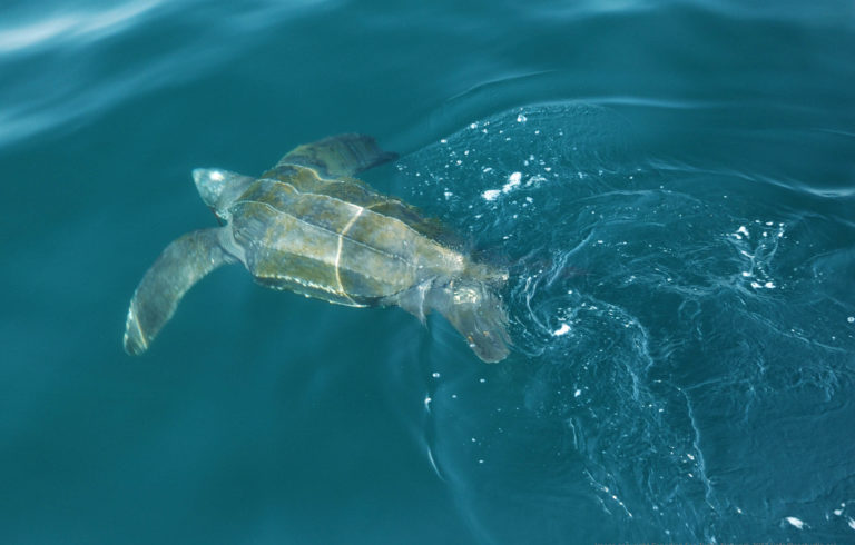 Leatherback turtle.