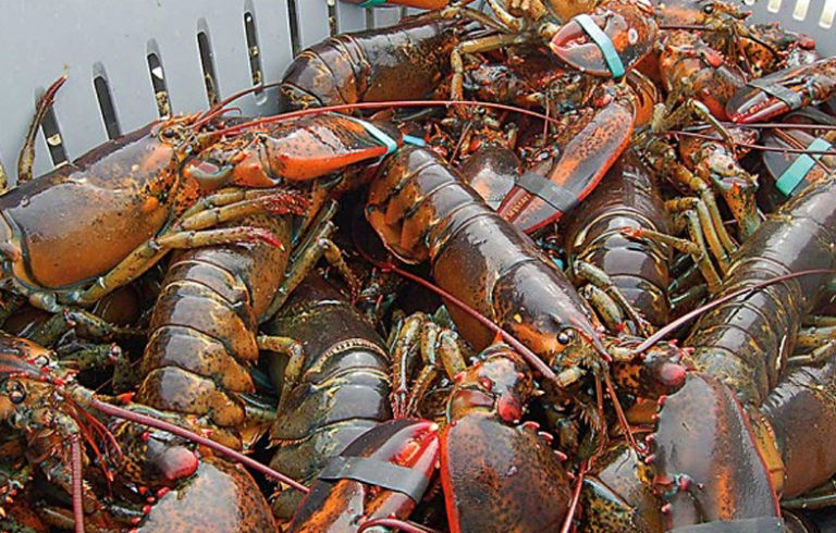 Lobster