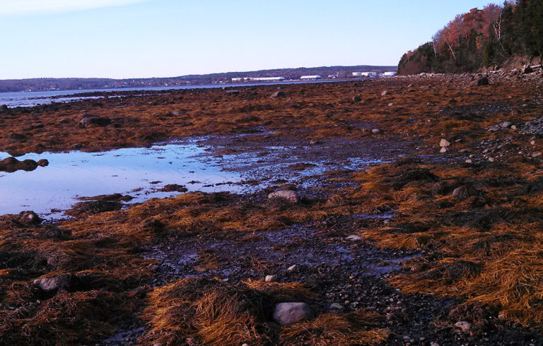 Low tide on the west side of Sears Island in Searsport.