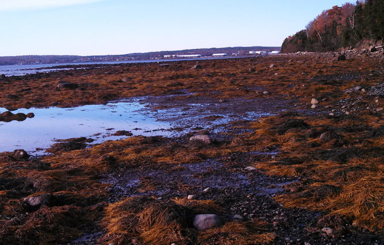 Low tide on the west side of Sears Island in Searsport.