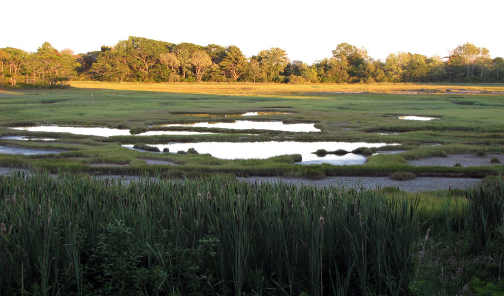 A salt marsh in Southern Maine.