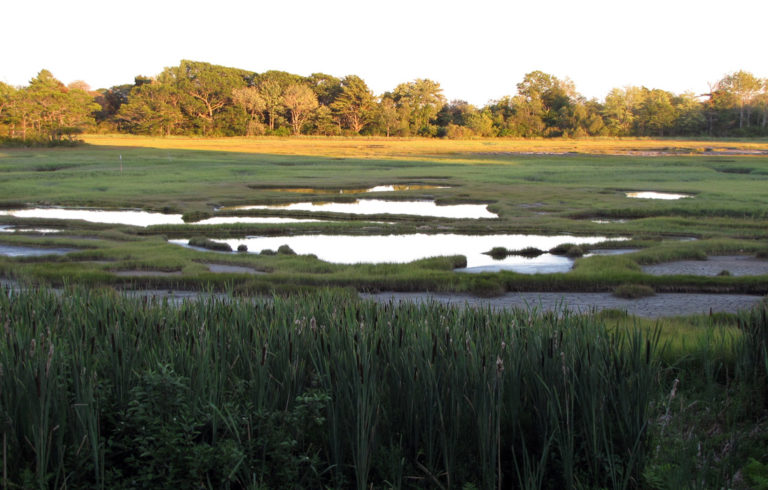 A salt marsh in Southern Maine.