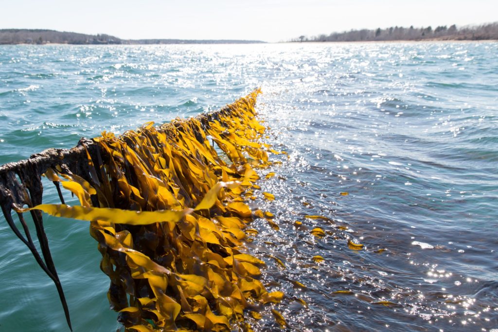 Kelp