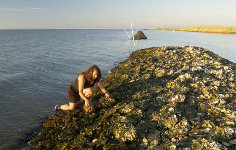 Oyster restoration on Mobile Bay in Alabama.