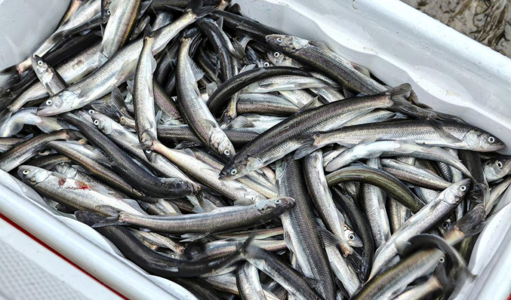 Smelt caught in Maine.