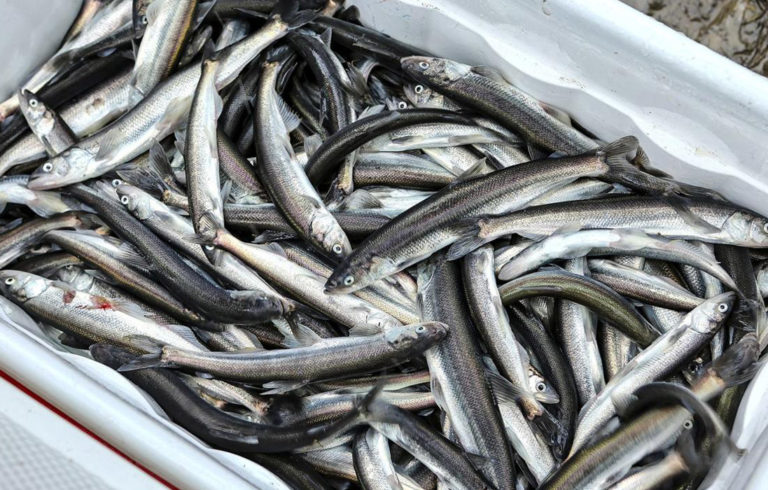 Smelt caught in Maine.